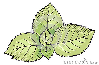 Mint leaves. Green spearmint drawing. Natural botany Vector Illustration