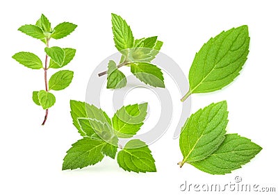 Mint leaves isolated. set Stock Photo