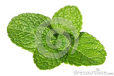 Mint leaves isolated without shadow Stock Photo