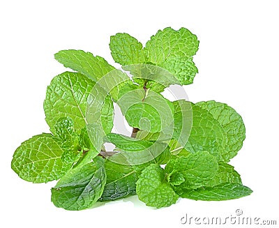 Mint leaves isolated on white background Stock Photo