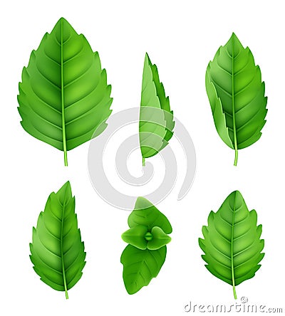 Mint leaves realistic. Closeup spearmint nature herbs fresh smell vector green pictures Vector Illustration