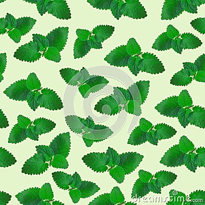 Mint leaves seamless pattern made of photography. Bright greens on pastel background Stock Photo