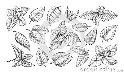 Mint leaves sketch. Vintage peppermint and spearmint engraving. Retro fresh melissa herb drawing. Natural culinary Vector Illustration