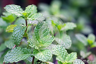 Mint leaves thrive in the yard Stock Photo