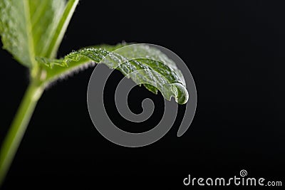 Mint leaves on the water Stock Photo