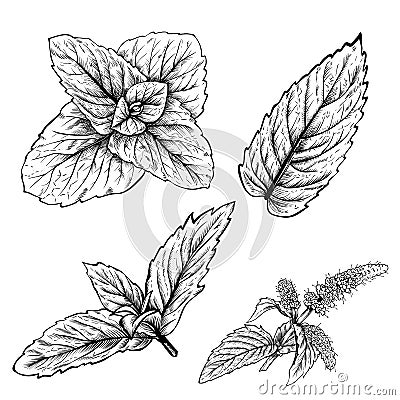 Mint leaves on white background Vector Illustration