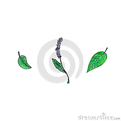 Mint medicinal plants illustration line isolated fresh melissa tea garden. Cartoon Illustration