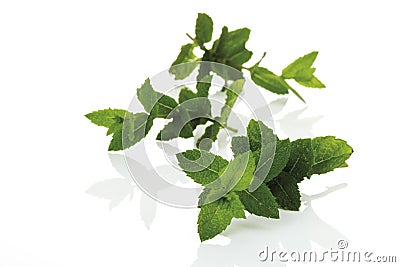 Mint (Mentha spicata var. crispa), close-up Stock Photo