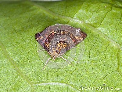Macro of a mint moth Pyrausta aurata Stock Photo