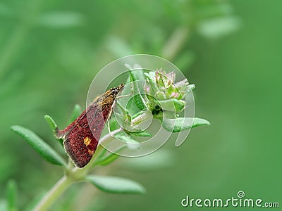 Mint moth (pyrausta aurata) on thyme plant Stock Photo