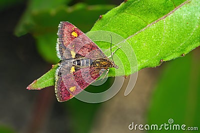 Mint Moth - Pyrausta aurata in a Worcestershire garden., Stock Photo