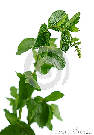 Mint Plant Stock Photo