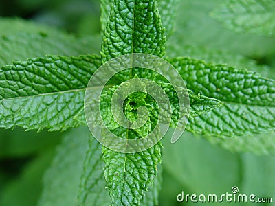 Mint plant Stock Photo