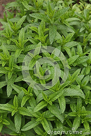 Mint plant background Stock Photo