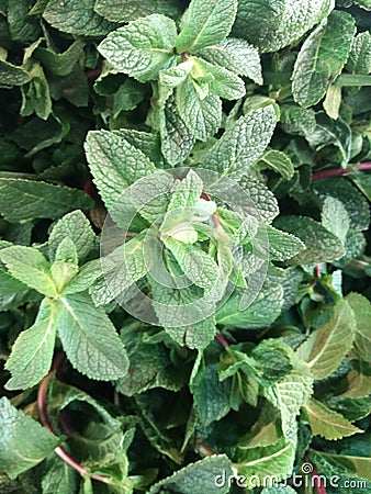 Mint plant grow at vegetable garden - Image Stock Photo