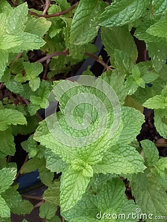 Healthy Mint Plant in Pot Stock Photo
