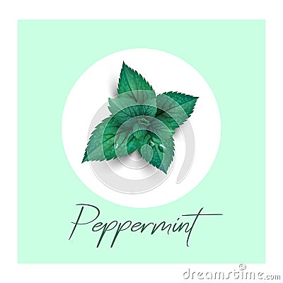Mint plants with dew drops. Menthol or peppermint symbol. Vector Illustration