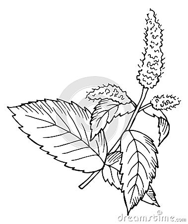 Mint sketch. Botanical drawing. Hand drawn plant Vector Illustration