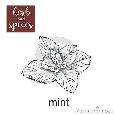 Mint sketch hand drawing. vector illustration Vector Illustration