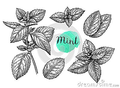 Mint sketch set Vector Illustration