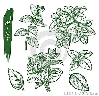 Mint spice set, peppermint, spearmint sketch herbs Vector Illustration