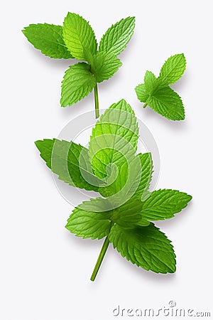 Mint sprigs isolate on a white background. Selective focus. Stock Photo