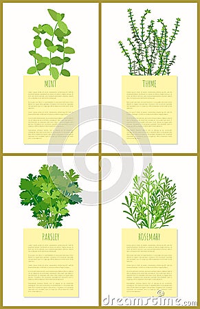 Mint Thyme Parsley and Rosemary Flowers Set Banner Vector Illustration