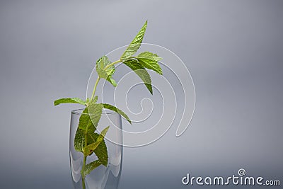 Mint is an herb, aromatic and with good flavor Stock Photo