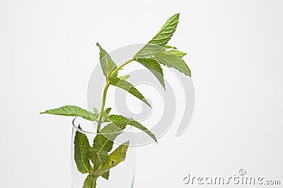 Mint is an herb, aromatic and with good flavor Stock Photo