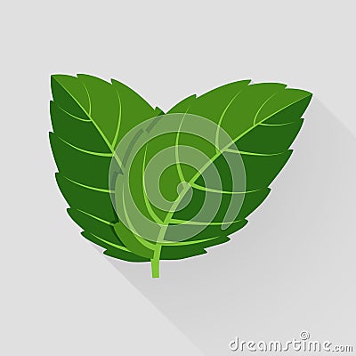 Mint vector leaves Vector Illustration