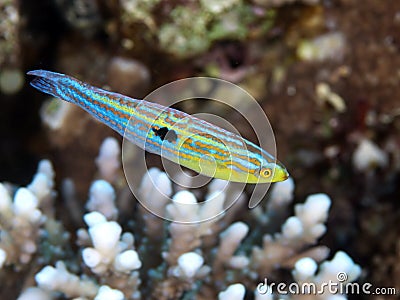Minute wrasse Stock Photo