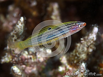 Minute wrasse Stock Photo