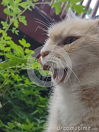 Minx Cat in backyard enjoying the atmosphere Stock Photo