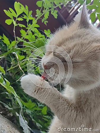 Minx Cat grooming in the backyard amongst garden Stock Photo