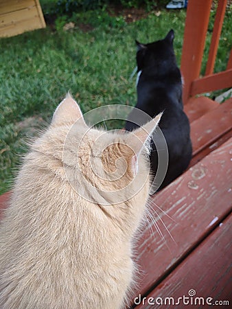 Minx Cat with Tuxedo cat enjoying the backyard Stock Photo