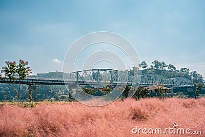 Mir island Pink muhly grass field and Gongsanseong fortress in Gongju, Korea Stock Photo