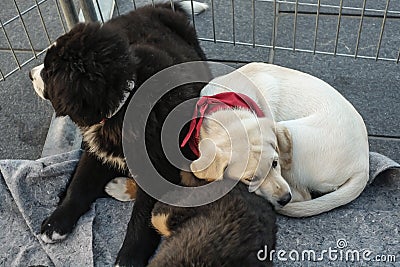 Mira puppies dogs Editorial Stock Photo