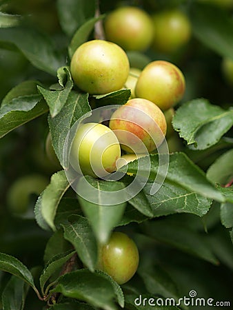 Mirabelles Stock Photo