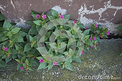 Mirabilis jalapa in bloom Stock Photo