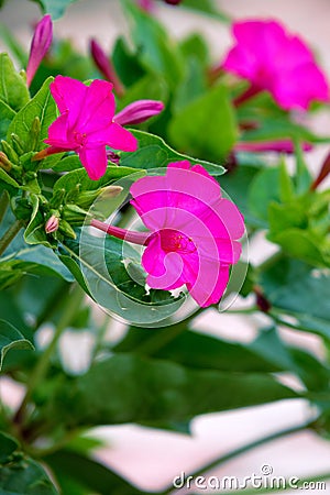 Mirabilis jalapa Stock Photo