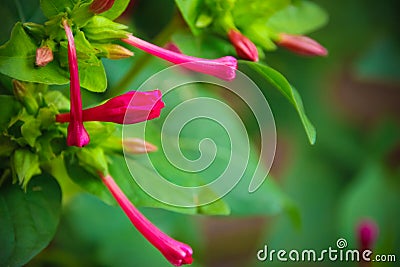 Mirabilis jalapa Stock Photo