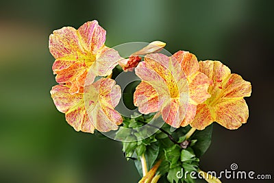 Mirabilis jalapa four o'cock flower on dark background Stock Photo