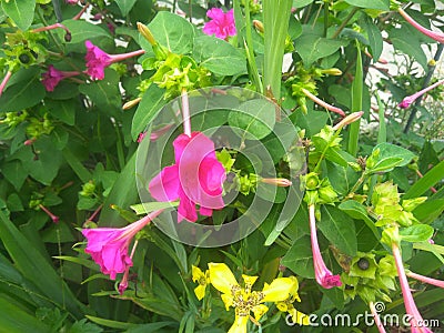 Mirabilis jalapa or four oclock flower Stock Photo