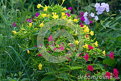 Mirabilis jalapa in summer garden Stock Photo