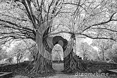 The miracle of the ancient Pho or Bodhi tree Ficus religiosa t Stock Photo