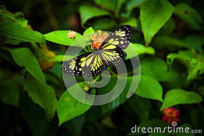 miracle of a butterfly Stock Photo