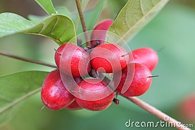 Miracle fruit Stock Photo