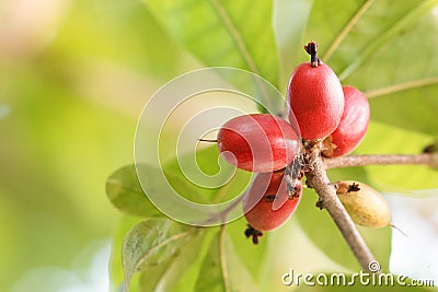 Miracle fruit Stock Photo