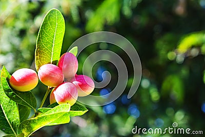 Red Miracle fruit on the tree with green leaves, isolated with blurred background. Stock Photo