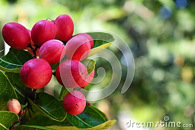 Red Miracle fruit on the tree with green leaves, isolated with blurred background. Stock Photo